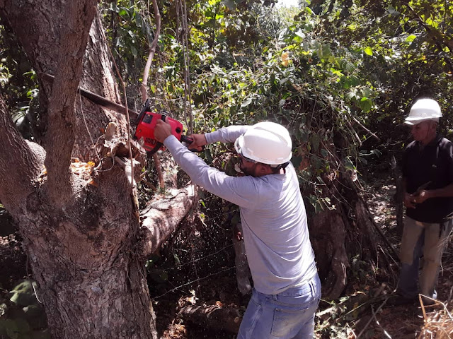 APURE: Despejan 2 kilómetros de vegetación en circuito Apurito – El Samán 13,8 kV del municipio Achaguas.