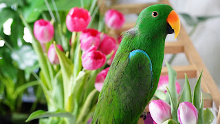 Eclectus parrot, sanctuary