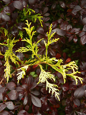 Japanese Barberry and Sawara False Cypress detail at the Toronto Botanical Garden by garden muses-not another Toronto gardening blog