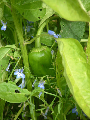 Close up of a green pepper growing amidst a lobelia plant