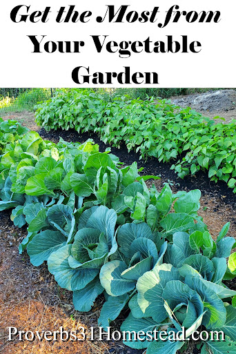 Get the most from your vegetable garden