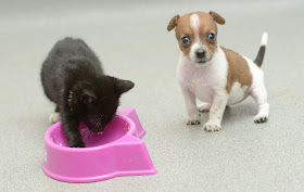 Buttons the puppy and Kitty the kitten become best friends, adopted animals, animal friends, cute baby animals