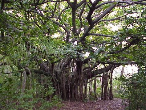 Santai Media Kenali Pokok Pokok Yang Menjadi Tempat 