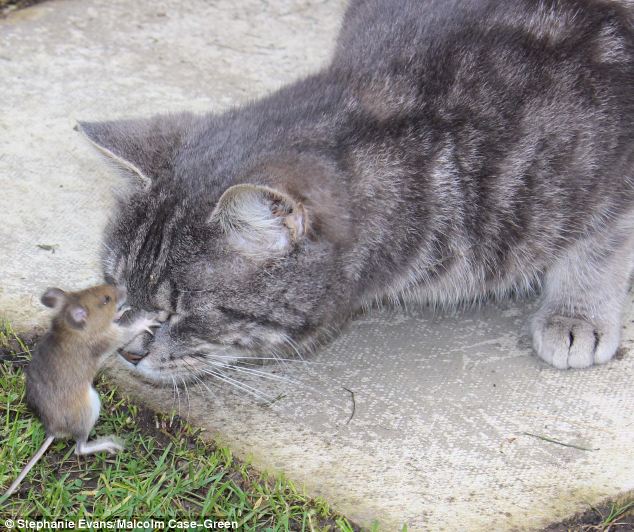 This is the moment a cornered mouse stood up to a predatory cat and pulled