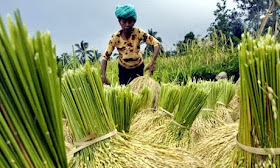 http://thejakartaglobe.beritasatu.com/business/basf-spies-opening-rice-goal/
