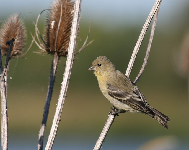 San Diego, California Backyard bird: Lesser Goldfinch