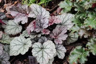 Heuchera Silver Blush - Silver Blush Coral Bells care