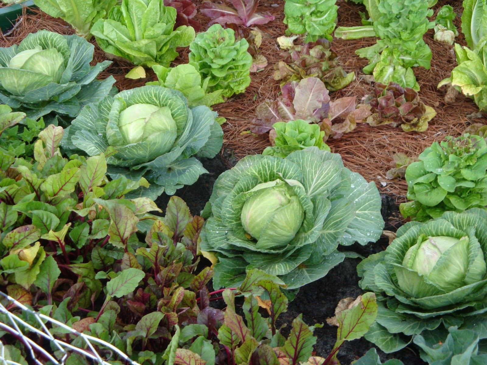  Practical Vegetable Gardening: Vegetable Garden View--Florida Garden