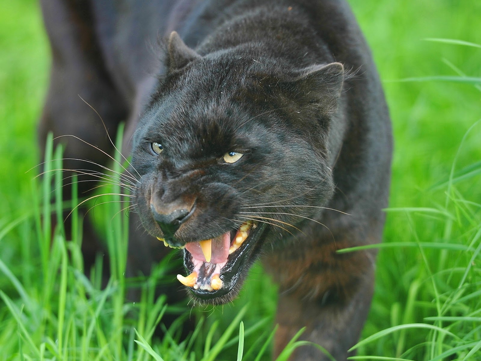 Desktop HD Wallpapers  Free Downloads Angry Black  panther  