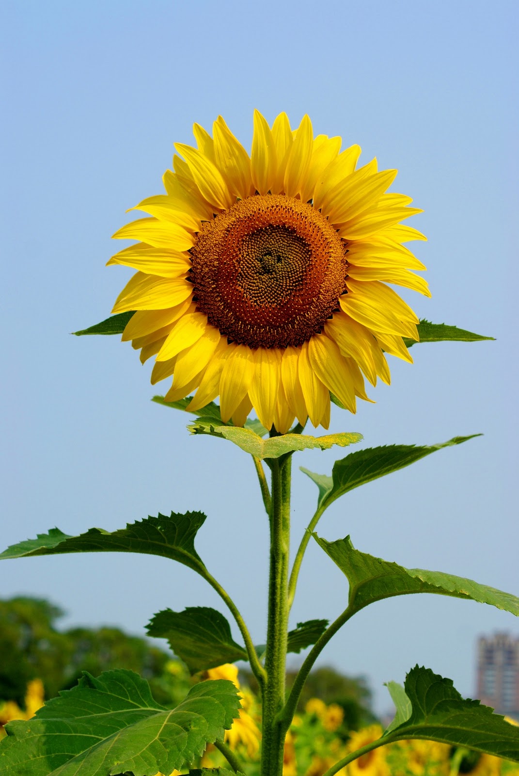 51+ Terkini Gambar Jaringan Batang Bunga Matahari