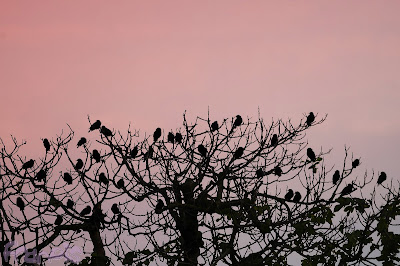 Estorninos (Sturnus sp.) Starlings