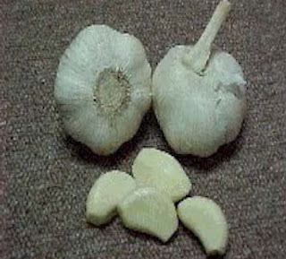 garlic seed