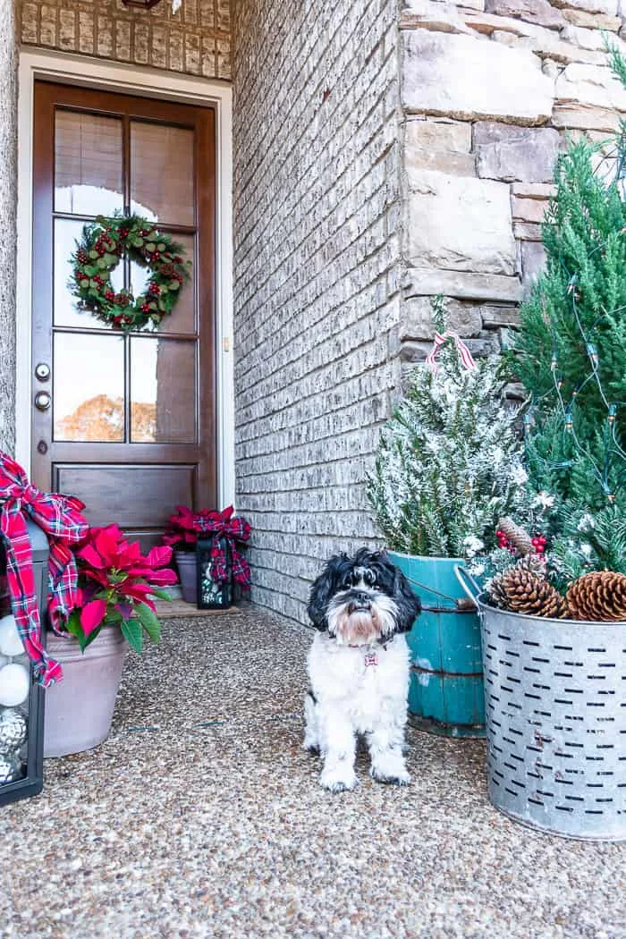 black and white pup next to Christmas decor at entry