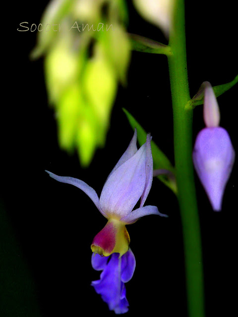 Calanthe puberula