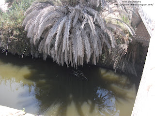 عين السبعه بعزبه الشويب بمركز اطسا من العيون الطبيعيه بالفيوم