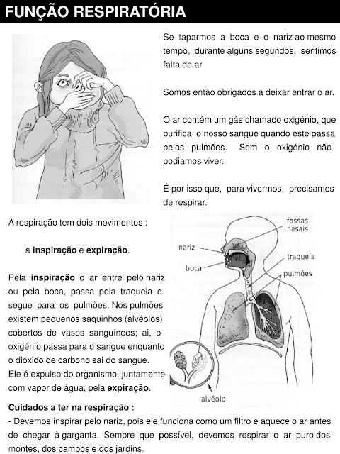 Órgãos do Corpo Humano e Suas Funções