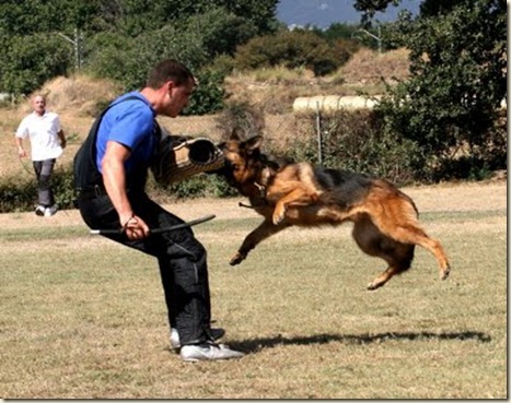 adiestramiento-perros