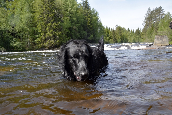 flat coated retriever