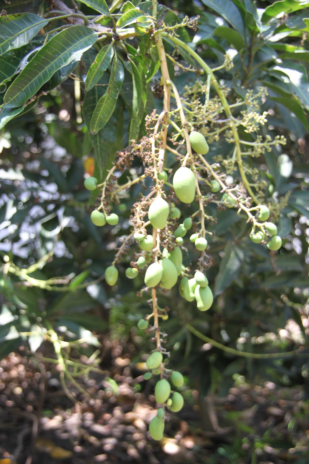 Resep Jitu Membuat Pohon Mangga Cepat Berbuah Lebat 