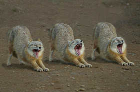 Funny Animals Extreme