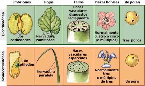 Biologia Vegetal Ii Plantas Vasculares