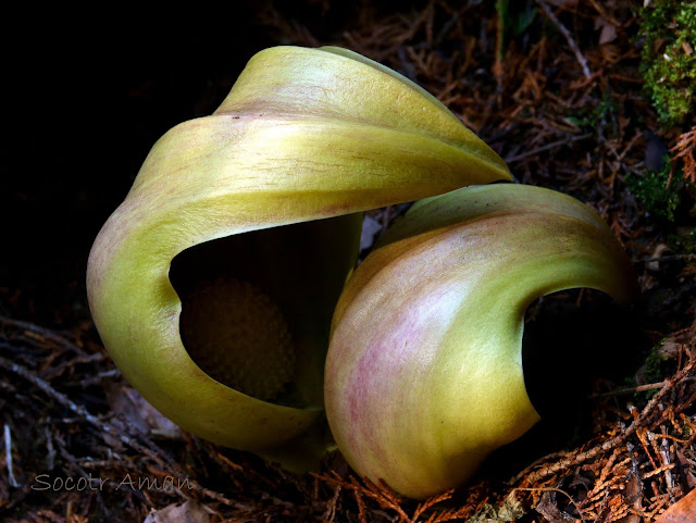 Symplocarpus renifolius