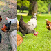 Where in North Carolina Can You Have Backyard Chickens?