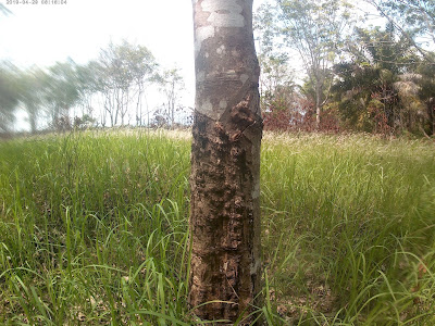 Resiko menanam pohon karet 