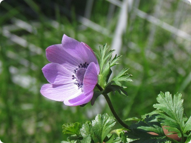 IMG_3972 IMG_3972