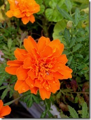 IMG_1994_thumb IMG_1994_thumb