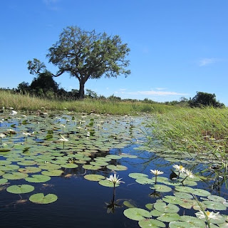 The Okavango Delta is one of the largest inland deltas in the world