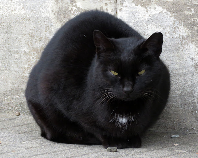 Black cat, Spianata del Molo Mediceo, Livorno