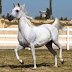  The Arabian or Arab horse 
