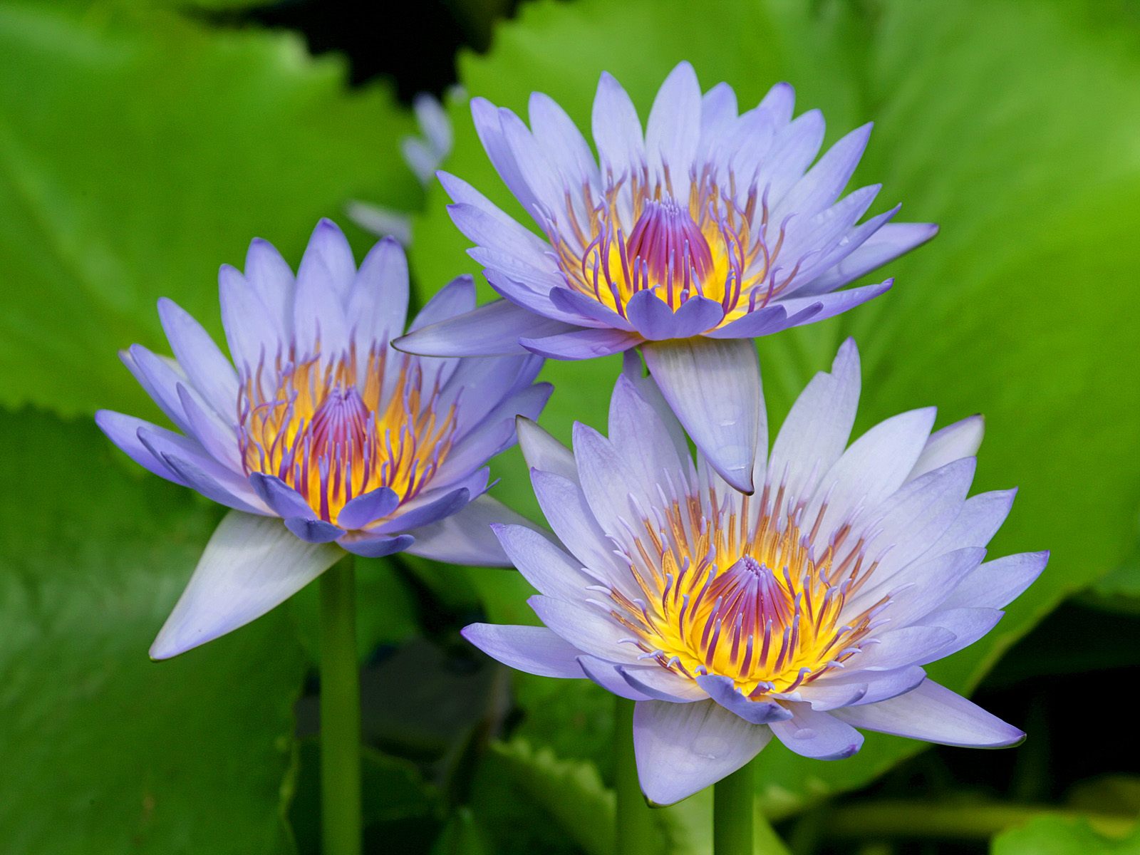 types of flowers download Water Lily Flower | 1600 x 1200