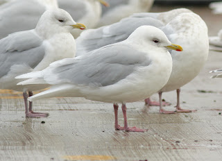 very white-wnged Kumliens Gull