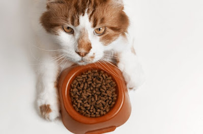 Makanan Kucing Bernutrisi