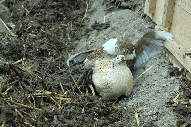 Organic coturnix quail mating