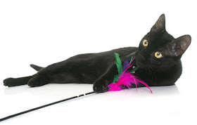 Black Cat playing with a feather toy