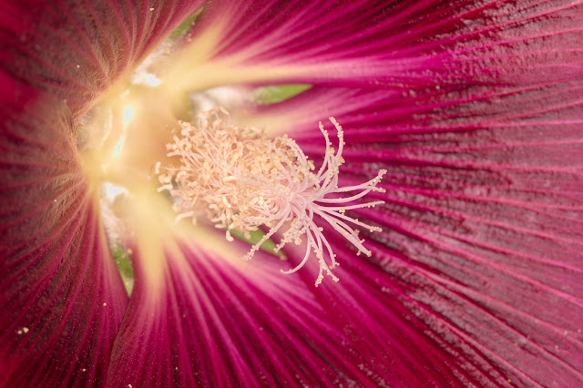 Granos de polen en flor de alcea