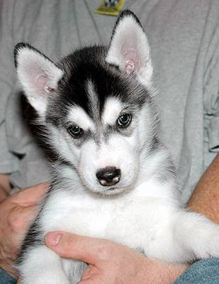 Siberian Husky Dog Breed Photos | Dog Pictures Online