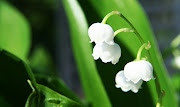 Comptine du muguet. Timide et coquet. Je m'appelle le muguet (muguet)