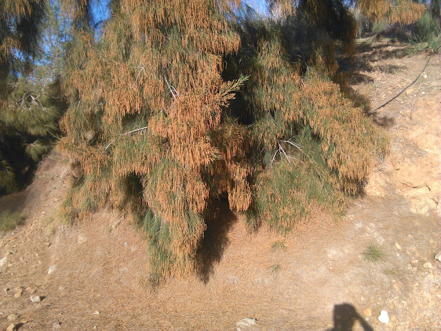  casuarina equisetifolia