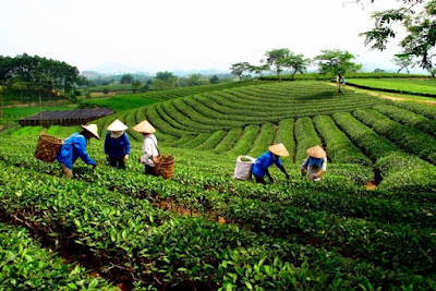 タイグエン省のお茶