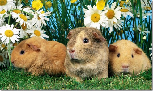 pets6