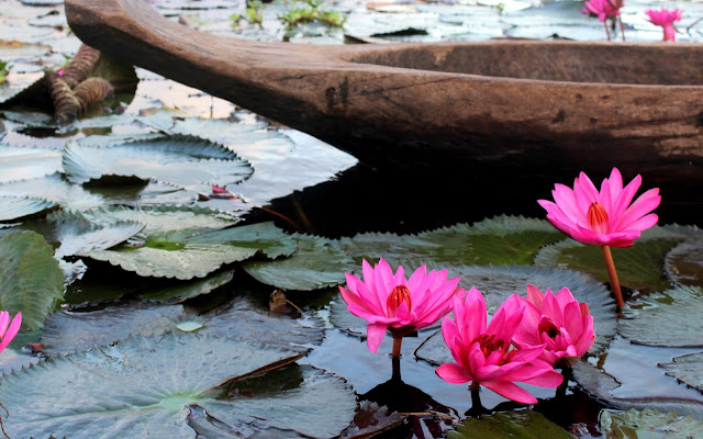 Lotus Farm Lake Sebu