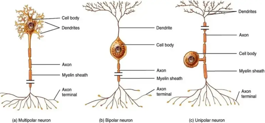 Nervous tissue – Definition, Structure, Location, Characteristics, Types, Function