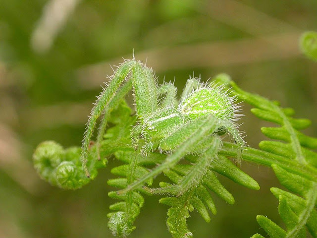 Heriaeus hirtus