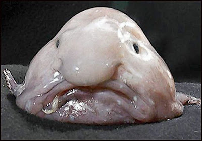 fish with face