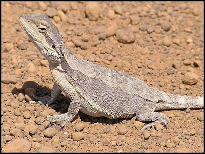 Gravid dragon lizard