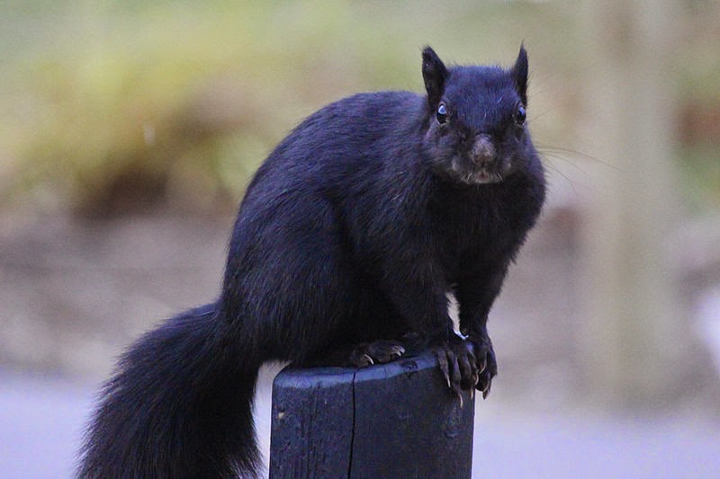 Wild Birds Unlimited: Squirrels reveal first signs of spring